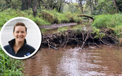 Wetland Coffee Break: How do beavers impact water?