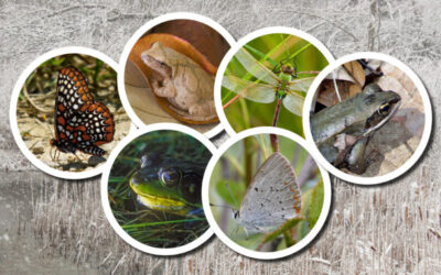 Wetlands in winter: Where’s the wildlife?