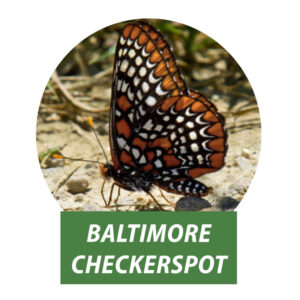 A photo of a Baltimore Checkerspot butterfly.