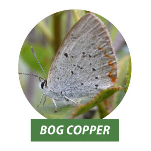 A photo of a bog copper butterfly.