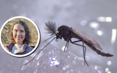 Wetland Coffee Break: Bugs Below Zero: The secret lives of winter active insects