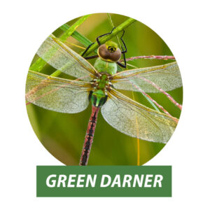 A close-up photo of a green darner dragonfly.