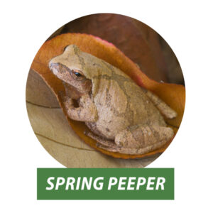 A photo of a Northern Spring Peeper frog, camouflaged by a pile of brown leaves.