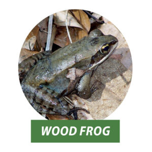 A photo of a wood frog in a pile of leaves.
