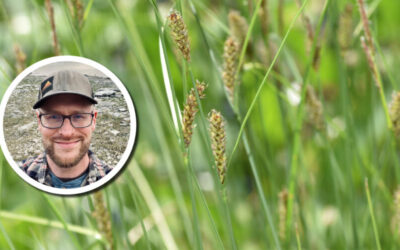 Wetland Coffee Break: Common Carex of wet open ground