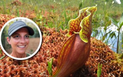 Wetland Coffee Break: Carnivorous plants of the Northwoods