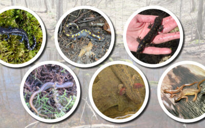 Unique wetlands serve a critical role for Wisconsin salamanders