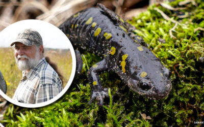 From the Director: The unseen wonders of wetlands