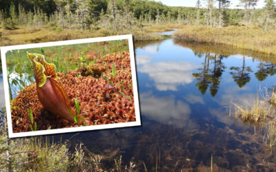 Natural Connections: The myths and mysteries of sphagnum moss