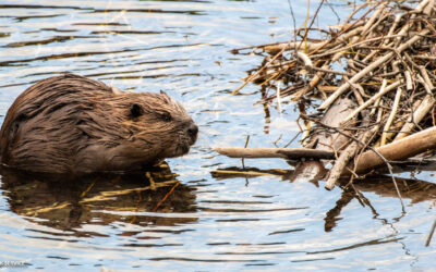 Nature Notes: Beavers and wetlands